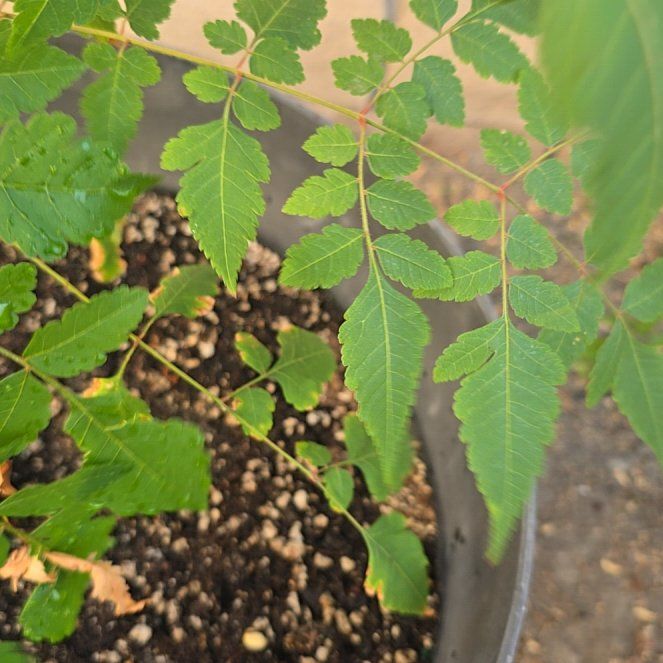 Photo of the plant species China Tree by @FeralLabRat named Naomi on Greg, the plant care app