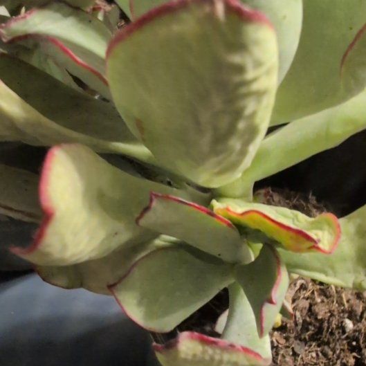 Photo of the plant species Pig's Ear by @TryMangeao83 named Gregarious on Greg, the plant care app