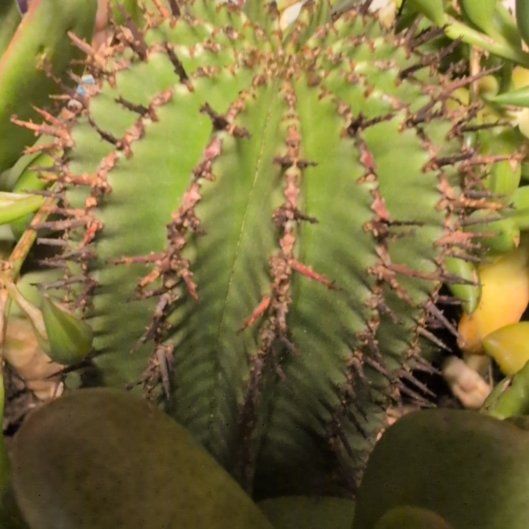 Photo of the plant species Giant Barrel Cactus by @TryMangeao83 named Remington on Greg, the plant care app