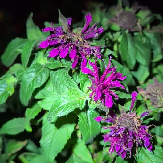 Photo of the plant species Scarlet Beebalm by @TryMangeao83 named Bruce Lee on Greg, the plant care app