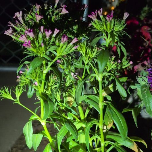 Photo of the plant species Sweet William by @TryMangeao83 named Scarlett on Greg, the plant care app