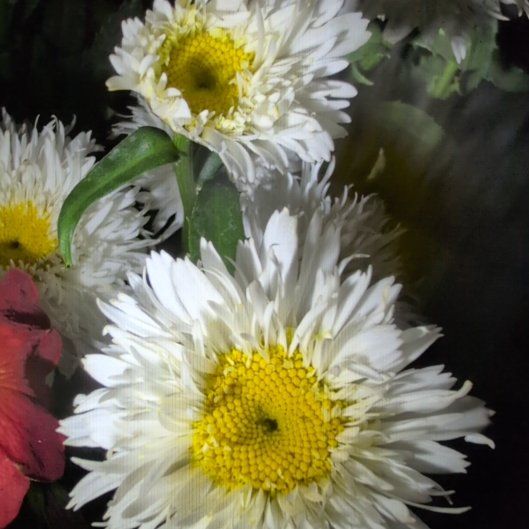 Photo of the plant species Strawflower by @TryMangeao83 named Zion on Greg, the plant care app
