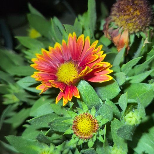 Photo of the plant species Great Blanket Flower by @TryMangeao83 named Xena on Greg, the plant care app