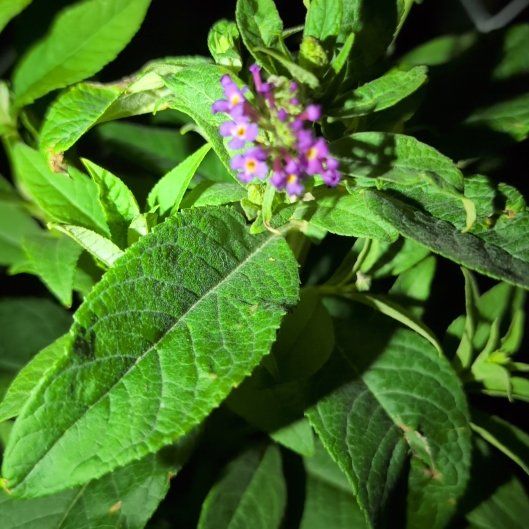 Photo of the plant species Orange Eye Butterflybush by @TryMangeao83 named Orlando Bloom on Greg, the plant care app