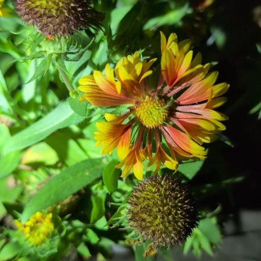 Photo of the plant species Indian Blanket by @TryMangeao83 named ChloroPhil on Greg, the plant care app