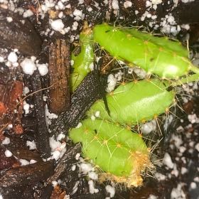 Photo of the plant species Dog Tail Cactus by @HeirPinoak86 named Walt on Greg, the plant care app