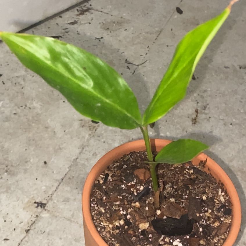 Photo of the plant species Kahili Ginger by @melowwoasis named Lola on Greg, the plant care app