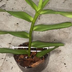 Photo of the plant species Fire Star Orchid by @melowwoasis named Harmony on Greg, the plant care app