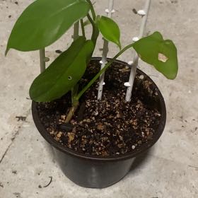 Photo of the plant species Philodendron Bipennifolium by @melowwoasis named da Vinci on Greg, the plant care app
