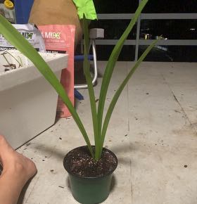 Photo of the plant species Beach Spiderlily by @melowwoasis named Denali on Greg, the plant care app
