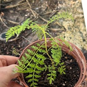 Photo of the plant species Jacaranda by @HipHoyajade78 named Girlfrond on Greg, the plant care app