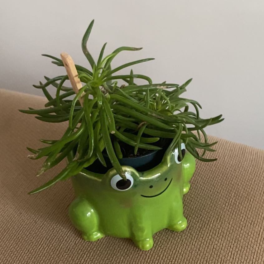 Photo of the plant species Senecio Himalaya by @WingedFeijoa5 named Curie on Greg, the plant care app