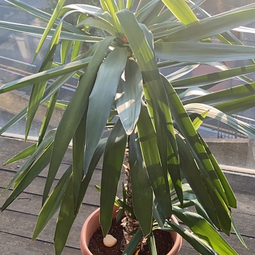 Photo of the plant species Spineless yucca by @WingedFeijoa5 named Aristotle on Greg, the plant care app