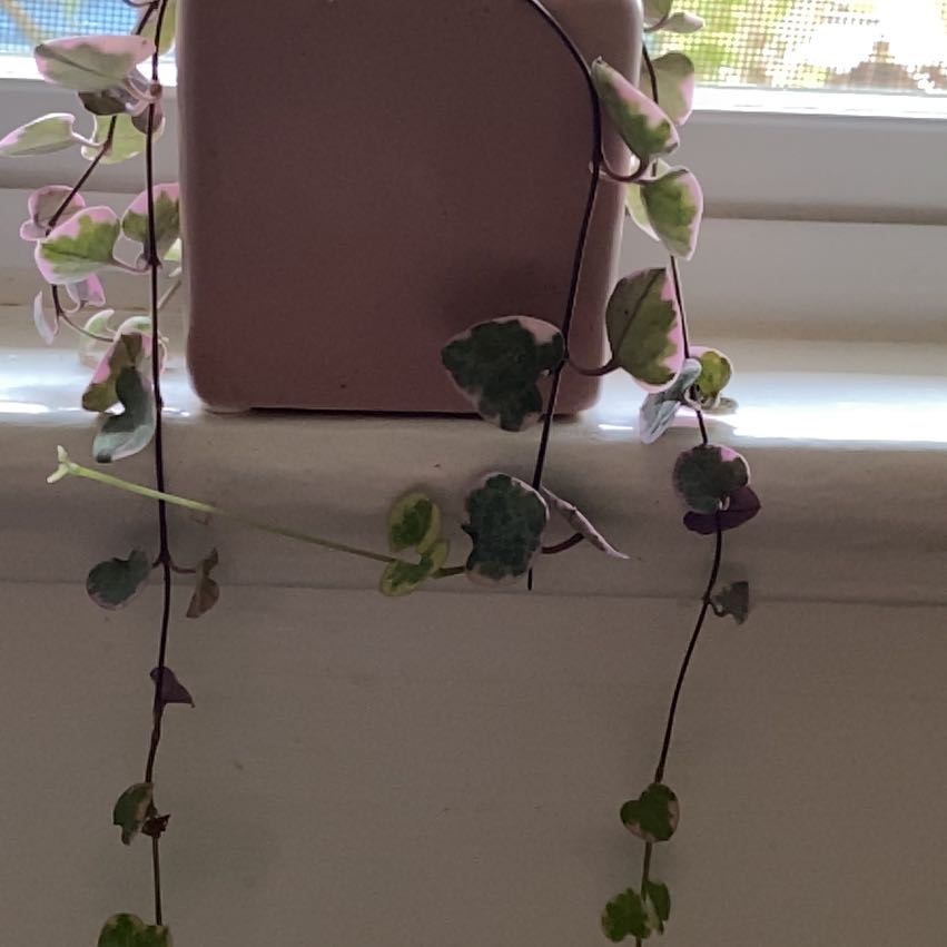 Photo of the plant species variegated string of hearts by @BuoyantPurei9 named Candy on Greg, the plant care app