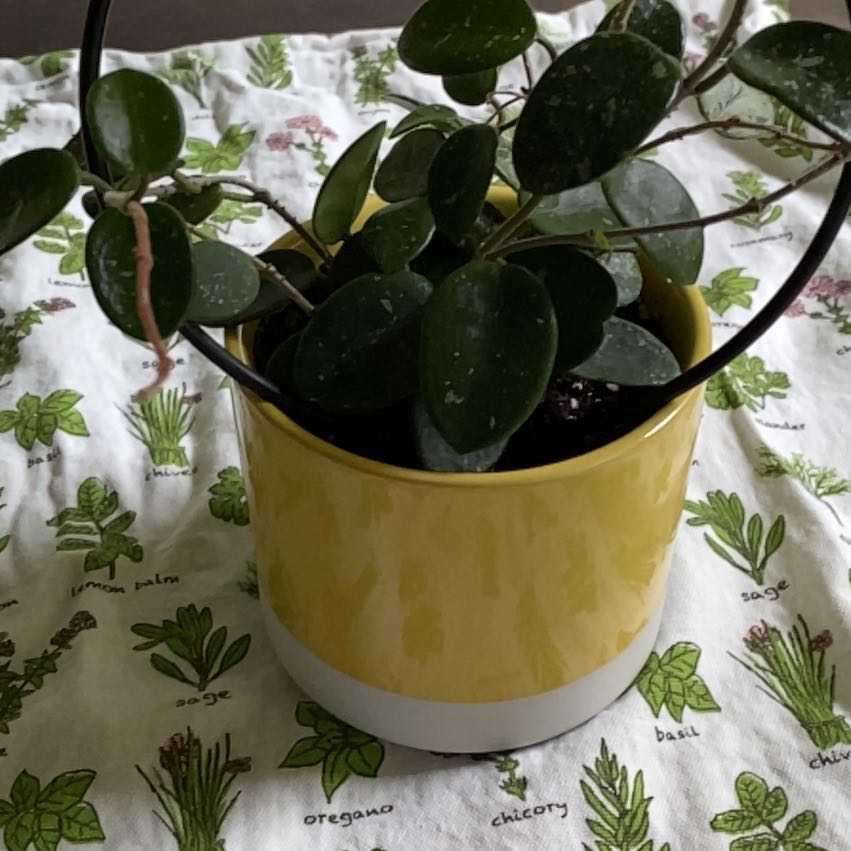 Photo of the plant species Hoya 'Mathilde Splash' by @BuoyantPurei9 named Matilda on Greg, the plant care app
