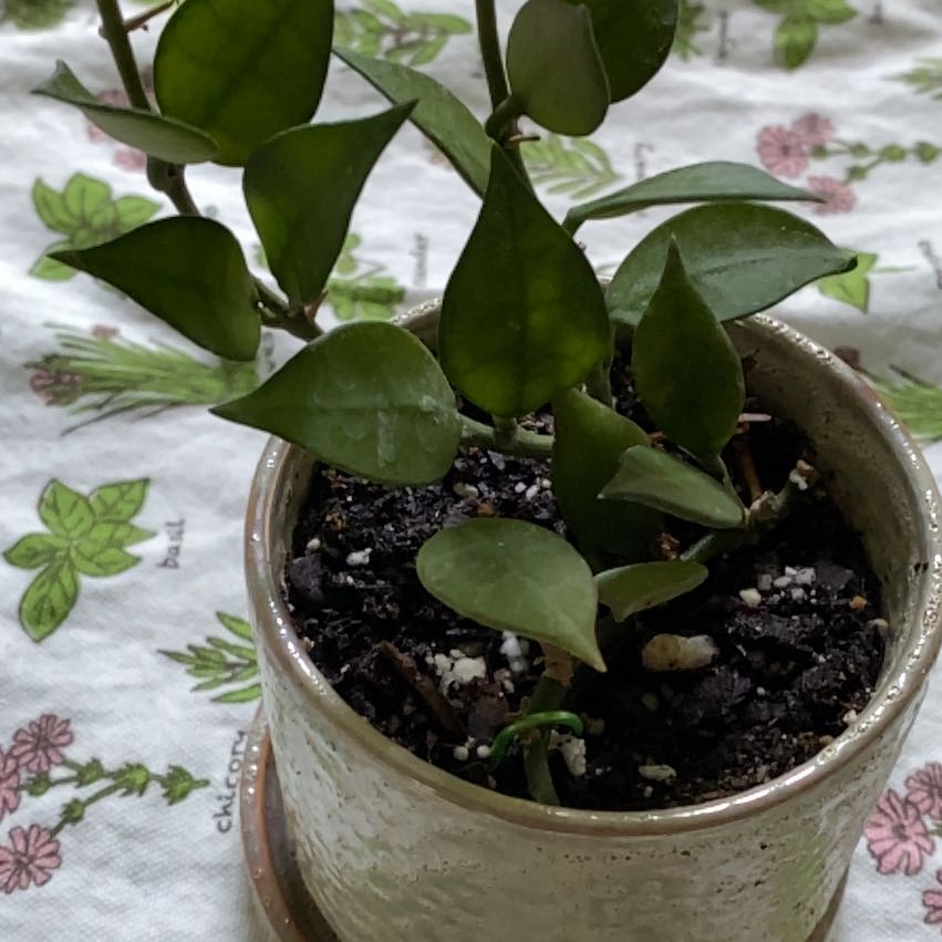 Photo of the plant species Hoya lacunosa by @BuoyantPurei9 named Fred on Greg, the plant care app