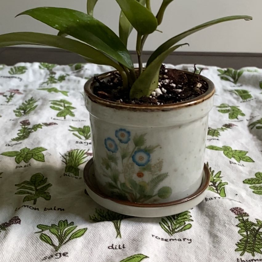 Photo of the plant species Hoya 'Sunrise' by @BuoyantPurei9 named Sunny on Greg, the plant care app