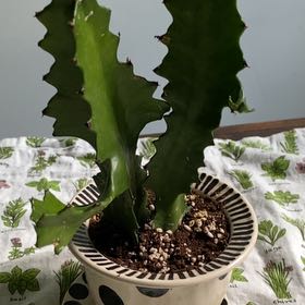 Photo of the plant species Euphorbia Ingens by @BuoyantPurei9 named Kevin on Greg, the plant care app