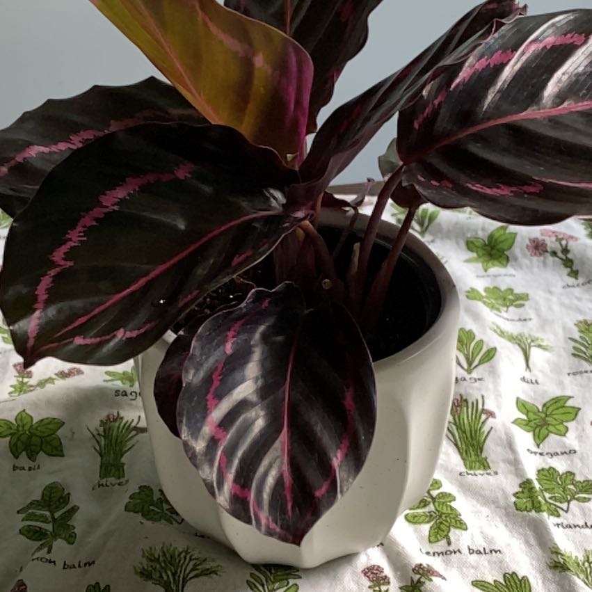 Photo of the plant species Calathea Dottie by @BuoyantPurei9 named Charlotte on Greg, the plant care app