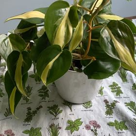 Photo of the plant species Silver Stripe Philodendron by @BuoyantPurei9 named Jimothy on Greg, the plant care app
