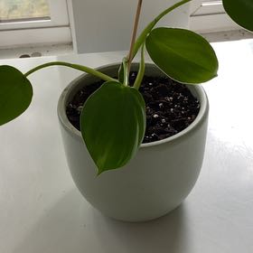 Photo of the plant species Philodendron grazielae by @BuoyantPurei9 named Luke on Greg, the plant care app