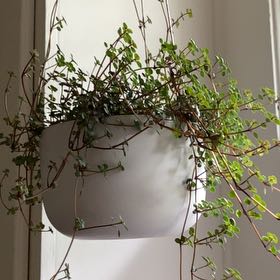 Photo of the plant species Pilea Silver Sparkle by @BuoyantPurei9 named Francisco on Greg, the plant care app