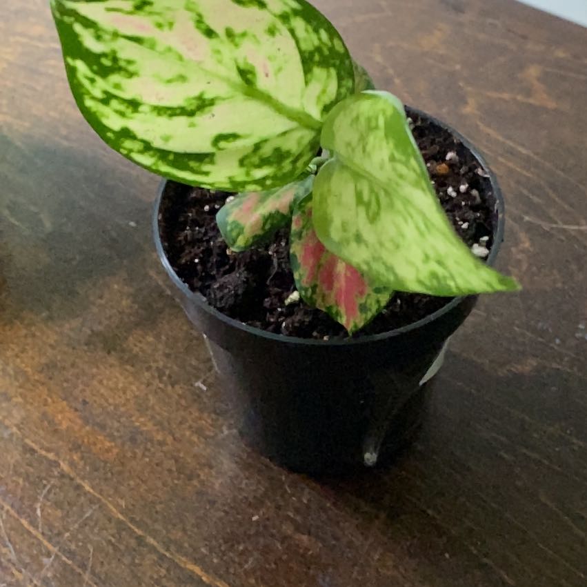 Photo of the plant species Aglaonema 'Red Zircon' by @BuoyantPurei9 named Vanessa on Greg, the plant care app