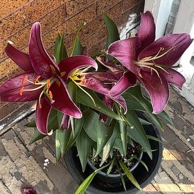 Photo of the plant species Orange Daylily by @BigKaraka37 named Phoebe on Greg, the plant care app