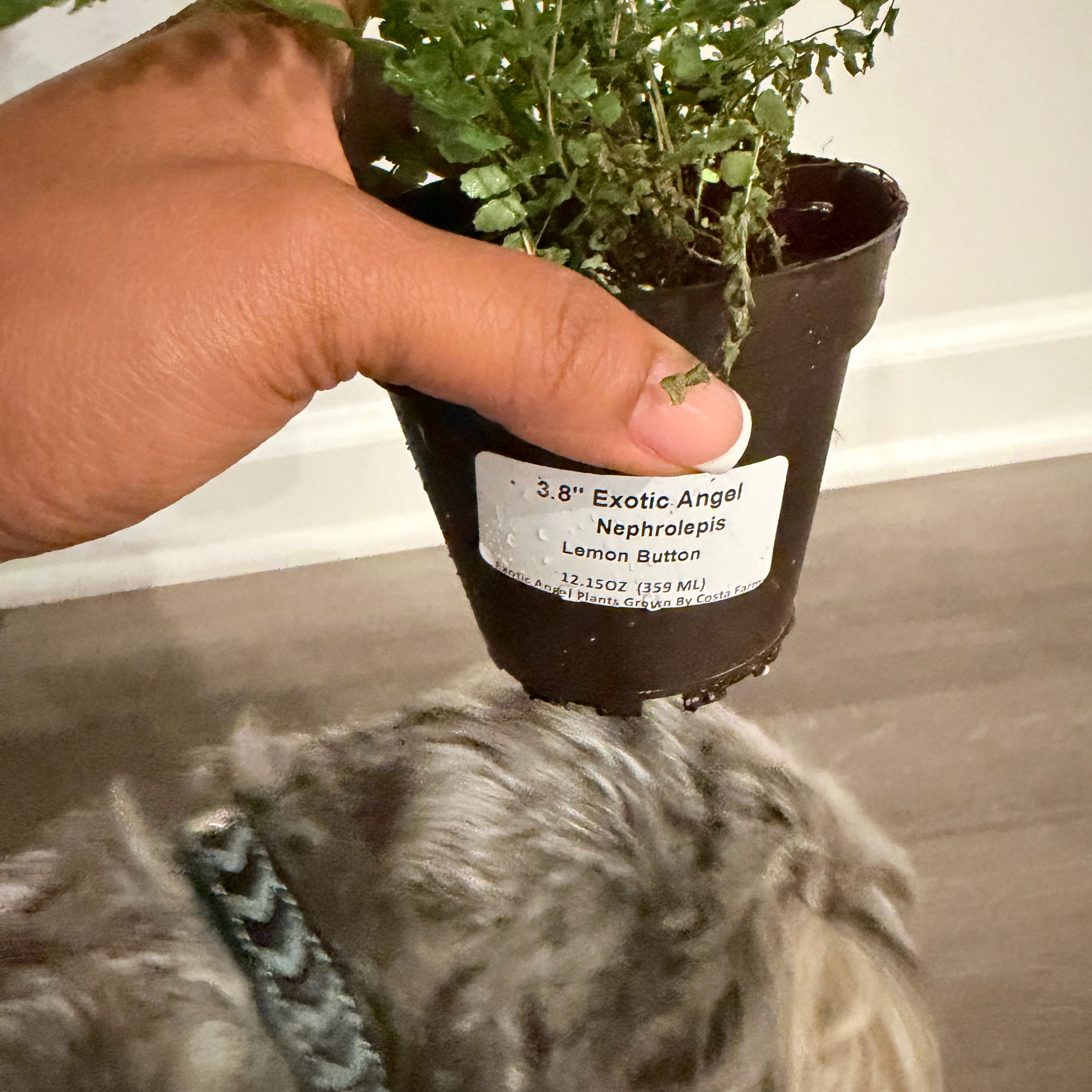 Photo of the plant species Lemon Button Fern by @UnbrokenBasil87 named Maya on Greg, the plant care app