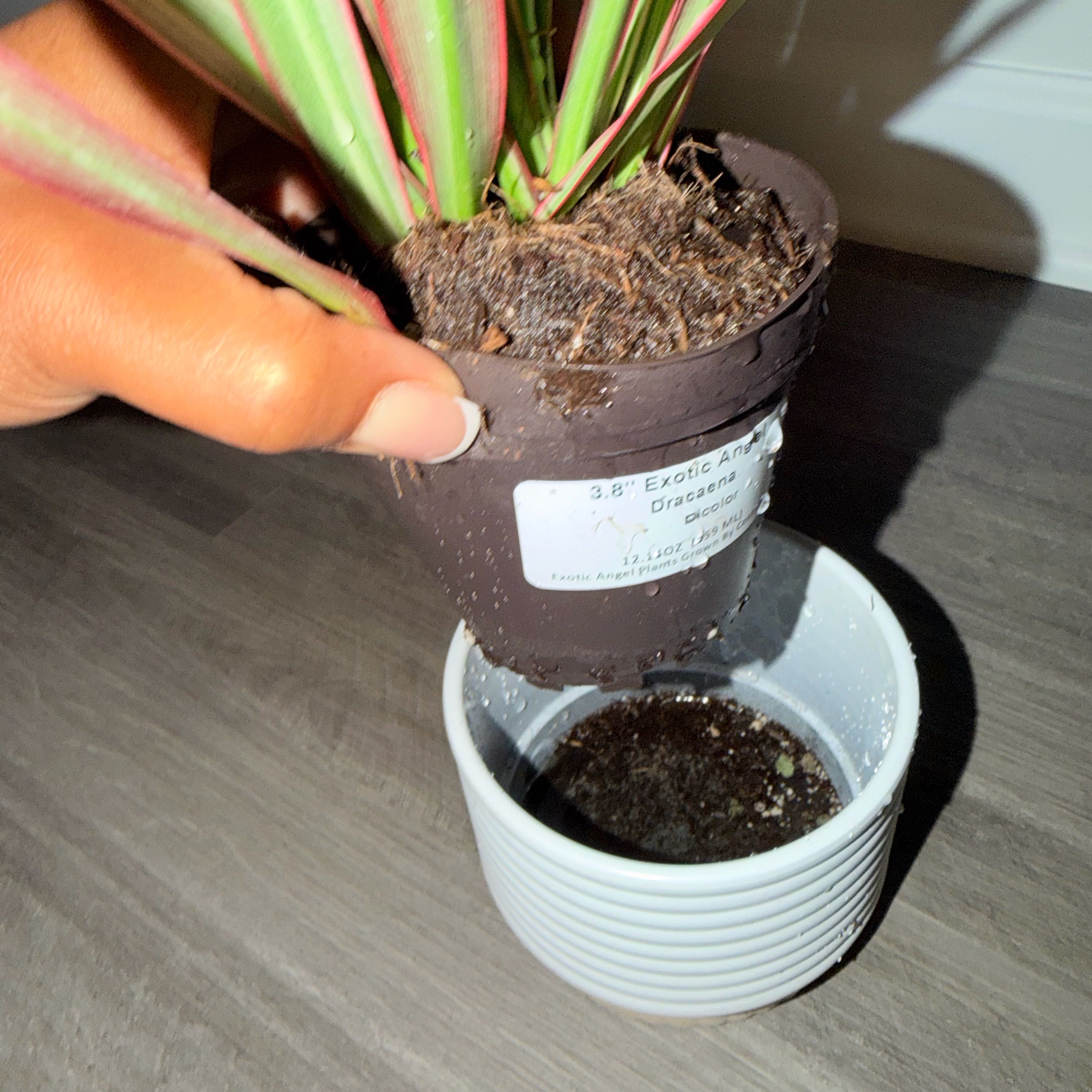 Photo of the plant species Dracaena bicolor by @UnbrokenBasil87 named Luna on Greg, the plant care app