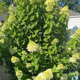 Photo of the plant species Panicle Hydrangea by @AutonomousRye58 named Sir Plancelot on Greg, the plant care app