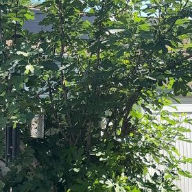 Photo of the plant species Brown Turkey Fig by @AutonomousRye58 named Captain Plant-it on Greg, the plant care app