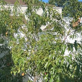 Photo of the plant species Peach Tree by @AutonomousRye58 named Kendall on Greg, the plant care app
