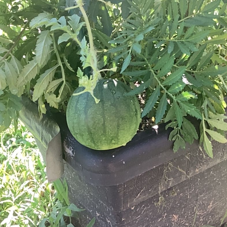 Photo of the plant species Watermelon by @Progarden named Aria on Greg, the plant care app