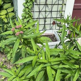 Photo of the plant species Asclepias Incarnata by @FullPetunia61 named Bella on Greg, the plant care app