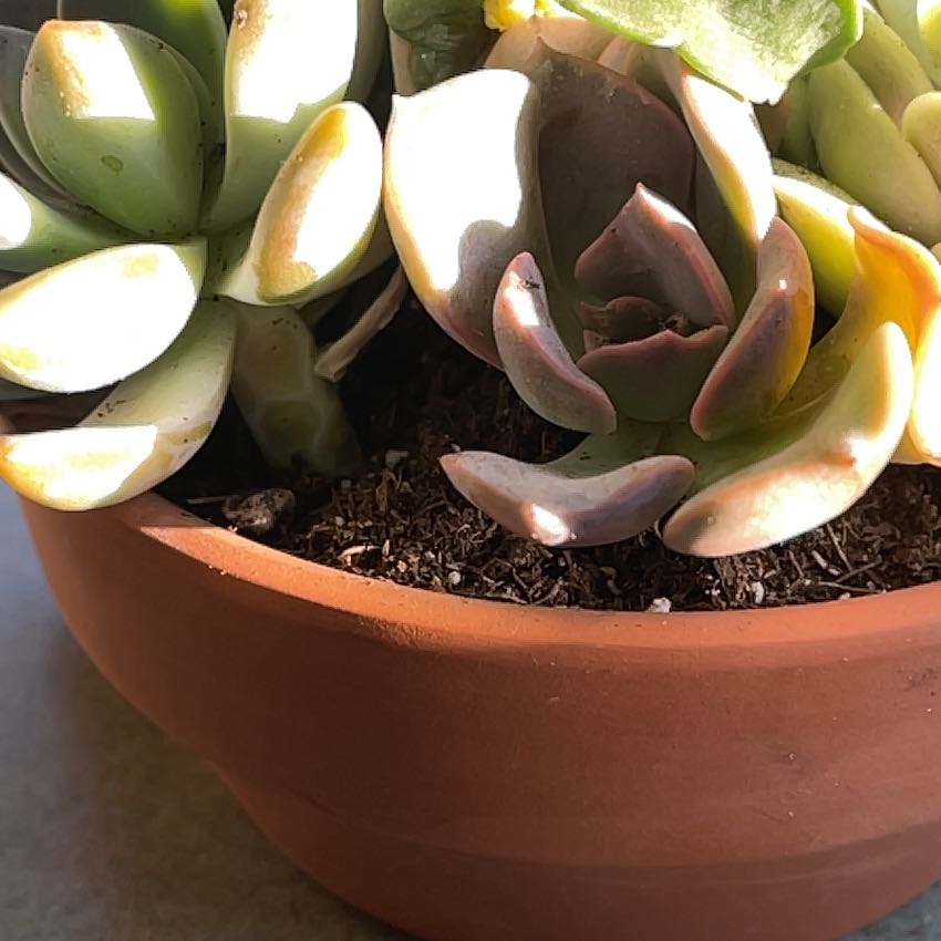 Photo of the plant species Giant Velvet Rose by @TotalSalad46 named Succulent on Greg, the plant care app