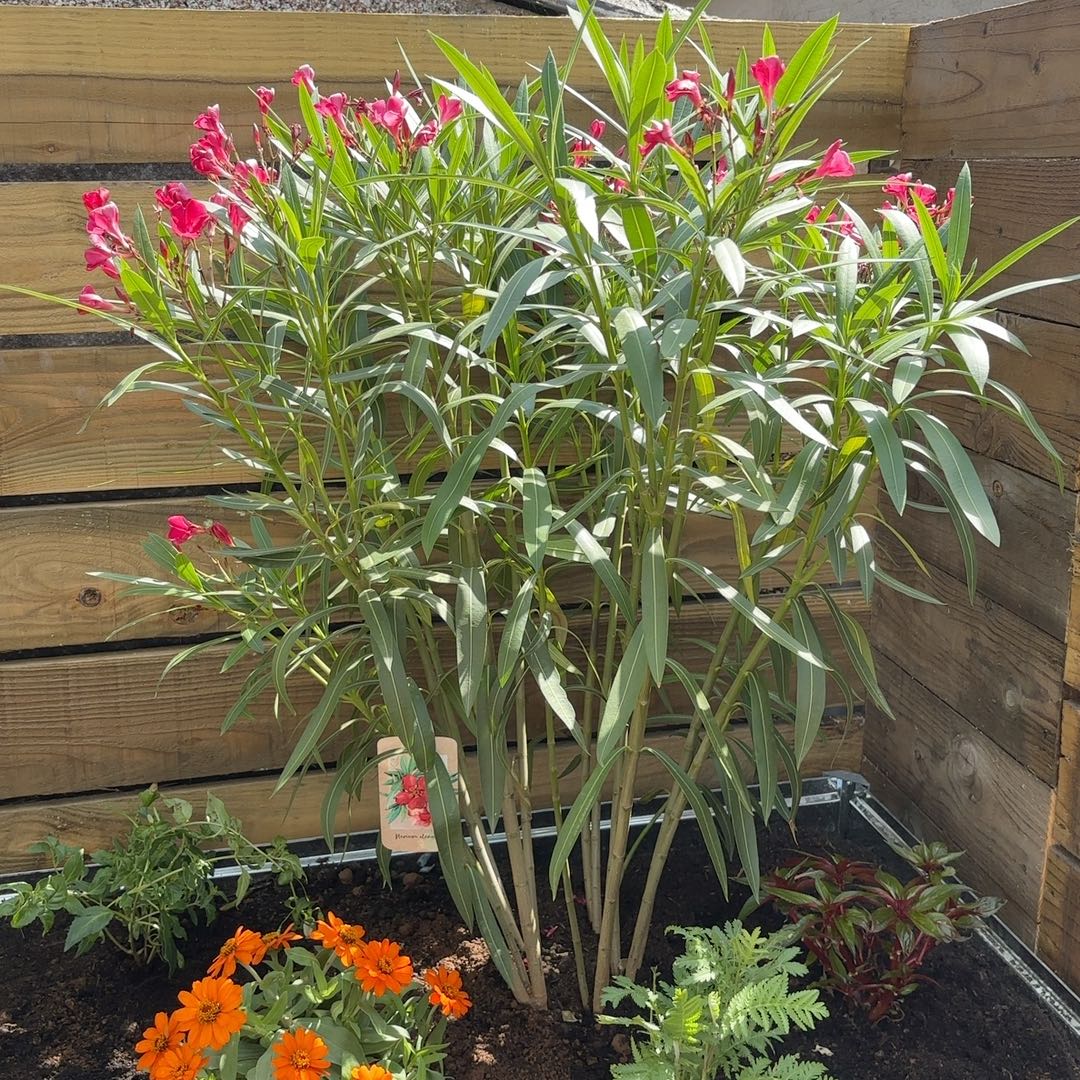 Photo of the plant species Oleander by @HipCucumber56 named Fernie Mac on Greg, the plant care app