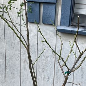 Photo of the plant species Multiflora Rose by @ValiantFicus55 named Beyonce on Greg, the plant care app