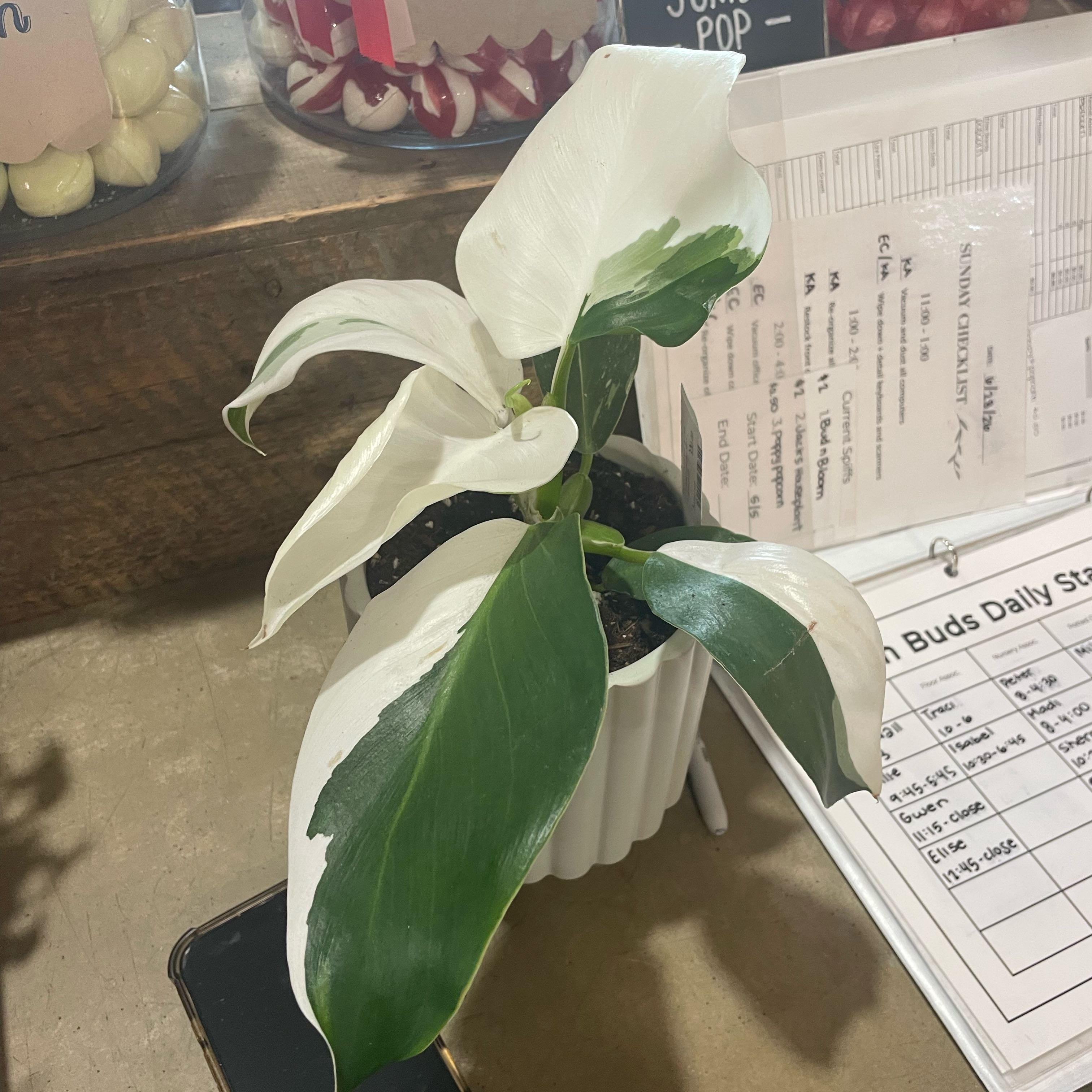 Photo of the plant species Philodendron White Wizard by @SirTutsan41 named Robert Plant on Greg, the plant care app