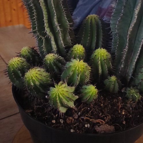 Photo of the plant species Milk Barrel Cactus by @NewCuplichen42 named Marilyn on Greg, the plant care app