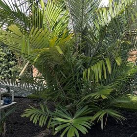 Photo of the plant species Florida Arrowroot by @LegitIcarus51 named Khaleesi on Greg, the plant care app