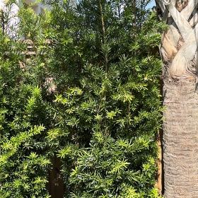Photo of the plant species English Yew by @LegitIcarus51 named Anne on Greg, the plant care app