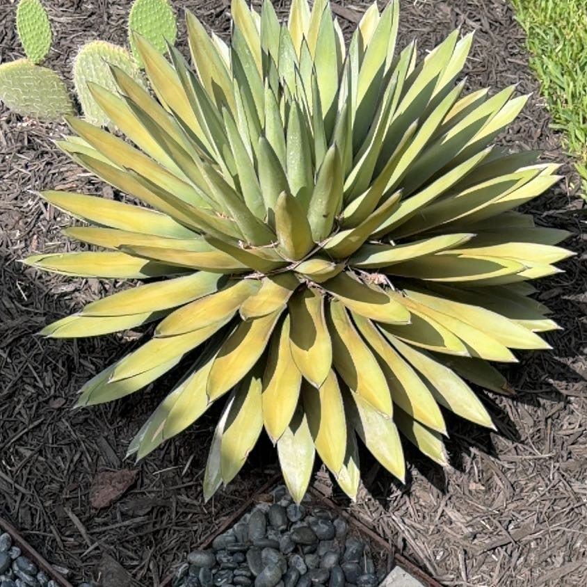 Photo of the plant species Coastal Agave by @LegitIcarus51 named Keanu Leaves on Greg, the plant care app