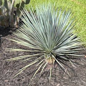Photo of the plant species Our Lord's Candle by @LegitIcarus51 named Duke on Greg, the plant care app