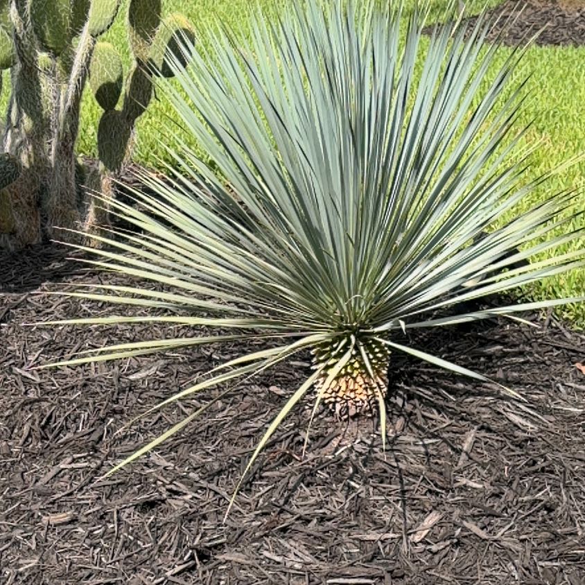 Photo of the plant species Our Lord's Candle by @LegitIcarus51 named Naomi on Greg, the plant care app