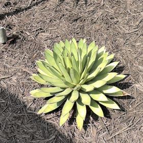 Photo of the plant species Giant Chalk Dudleya by @LegitIcarus51 named Emerson on Greg, the plant care app