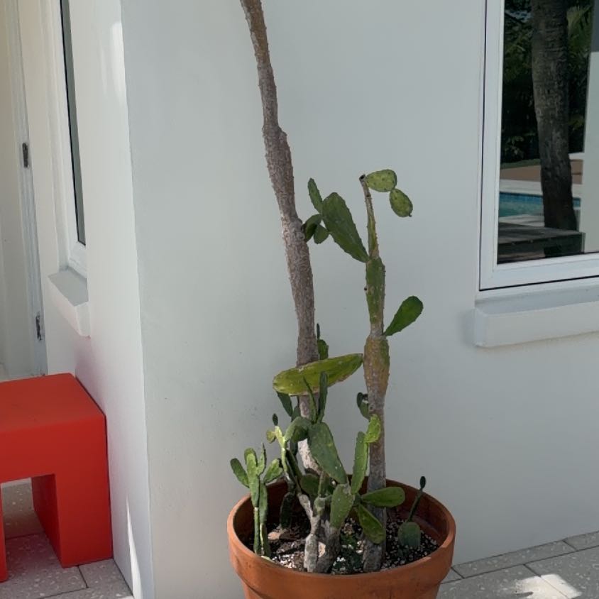 Photo of the plant species Cochineal Cactus by @LegitIcarus51 named Demi on Greg, the plant care app