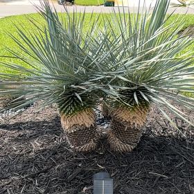 Photo of the plant species Torrey Pine by @LegitIcarus51 named Austen on Greg, the plant care app