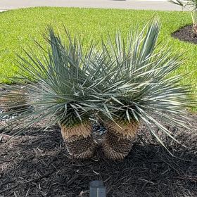 Photo of the plant species Torrey Pine by @LegitIcarus51 named Ronaldo on Greg, the plant care app