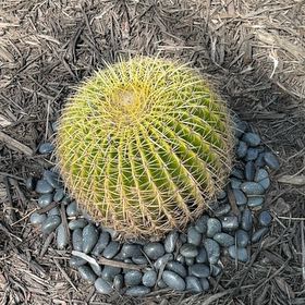Photo of the plant species Ferocactus histrix by @LegitIcarus51 named Curie on Greg, the plant care app